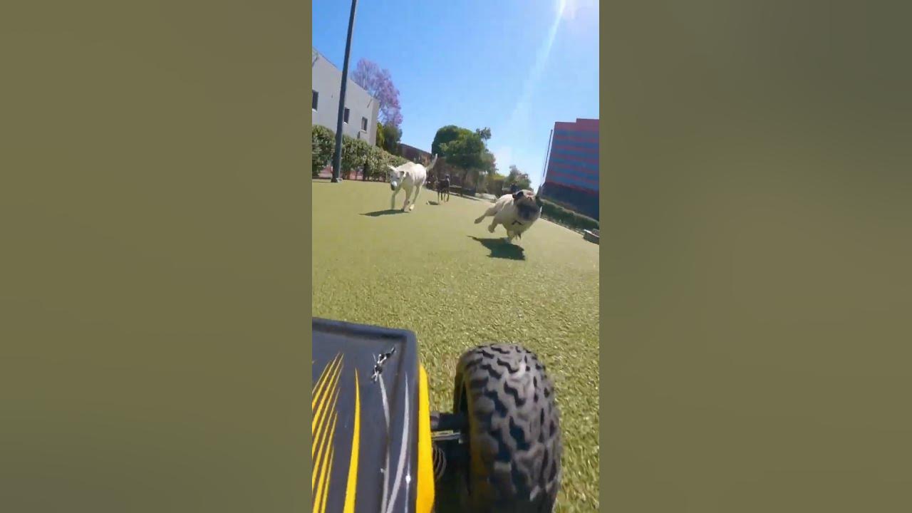 We Brought an RC Car to a Dog Park