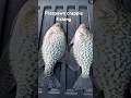 Crappie fishing is heating up!!!!!