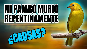 ¿Qué pájaro significa tristeza?