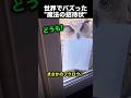 朝一フクロウが運んできた“予想外の届け物”!