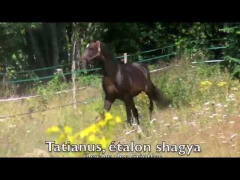 etalon-shagya-Tatianus