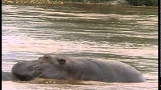 Famous Crocman Net Worth