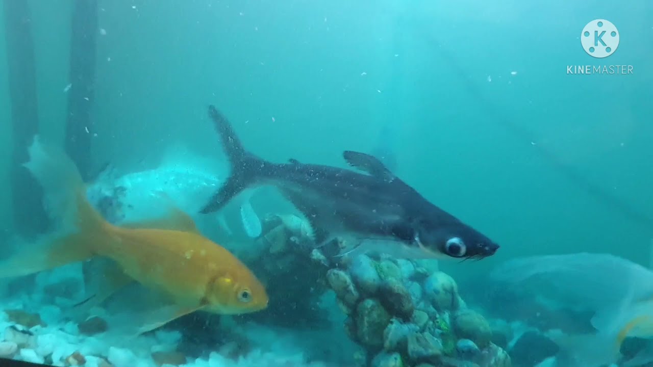 Koi Eating Janitor Fish YouTube Koi Eating Janitor Fish YouTube