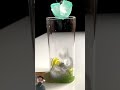 Soda Refreshingflavors Satisfying Summerflavors Drink Matchalatte Summerrefresh Matcha Soda Refreshingflavors Satisfying Summerflavors Drink Matchalatte Summerrefresh Matcha