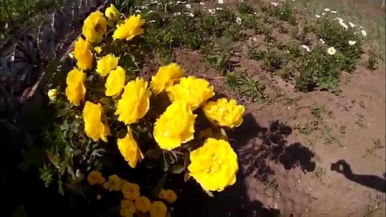 Цветущая чайная роза желтого цвета. Желтая чайная роза. Как цветёт ...