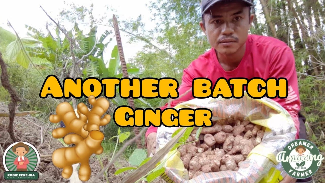 PAGTATANIM NG LUYA | GINGER PLANTING 🌱🫚 | Amazing Dreamer