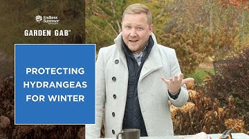Protecting Hydrangeas for Winter