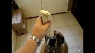 Dog eats Bean Burrito in 1 second (Earrape)