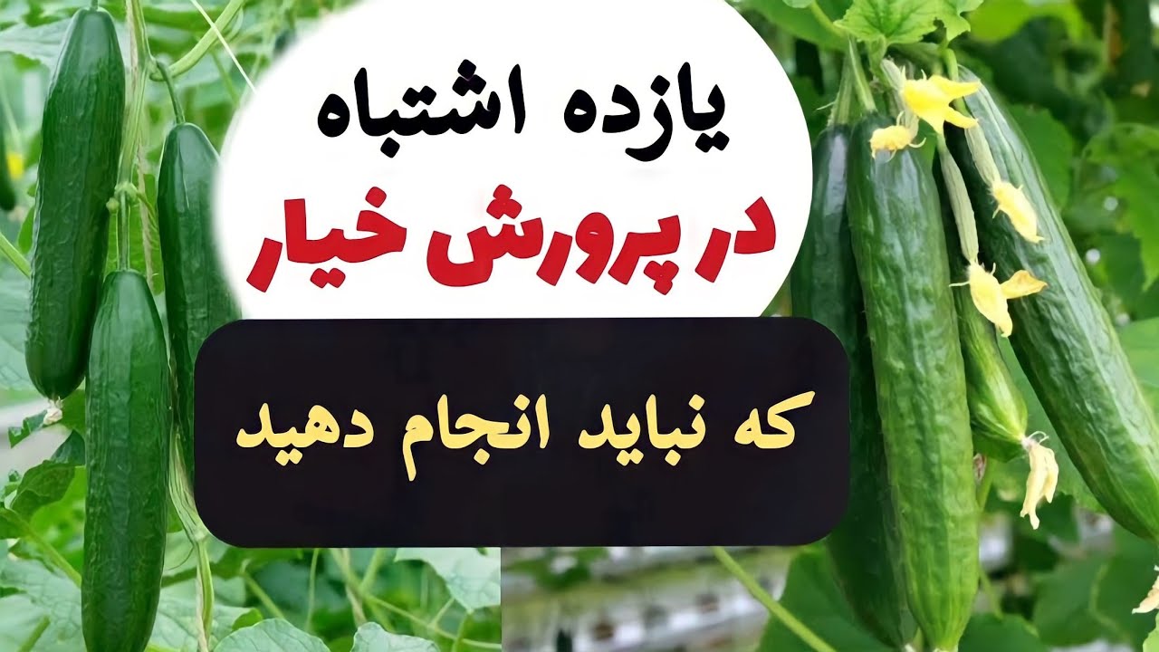 یازده اشتباه شما در پرورش خیار که نباید انجام دهید تا حاصل زیاد و باکیفیت بگیرید