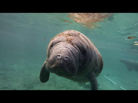 Video: Nuota con i lamantini in Florida