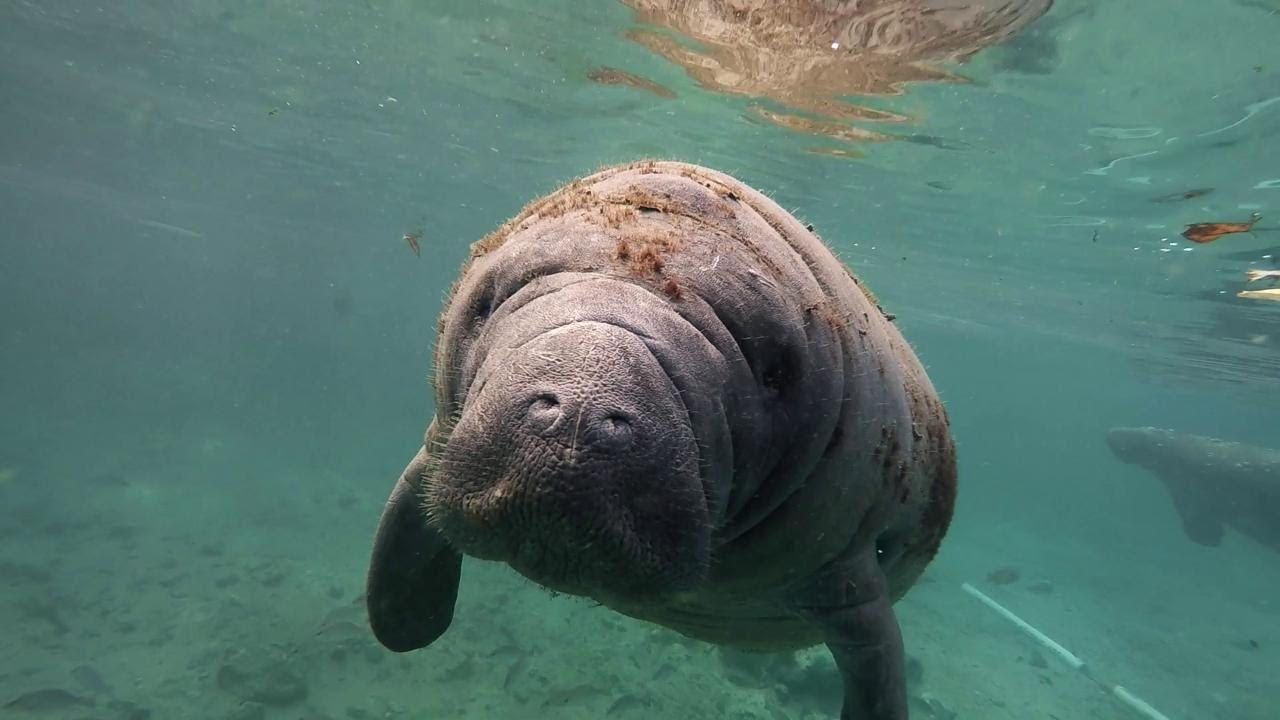 Florida, faccia a faccia con il lamantino: la straordinaria nuotata del sub - YouTube