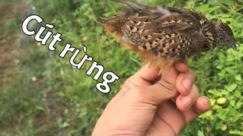 Đi bấy cút rừng trong ngày mưa gió và cái kết.....