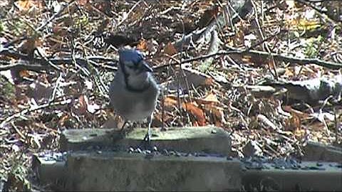 Visual Catnip Video.Watch With Your Cat. Birds And A Squirrel