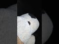 おはよう❕️ウリ太郎❕️毎朝のルーティング❕️6月7日日曜日☔❕️#jazz #music #musician #guitar #sound #cat #元気になる動画 #ネコ #元気お届け #野良猫