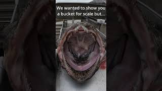 Monster From The Deep Mive 88-Pound Monkfish Caught