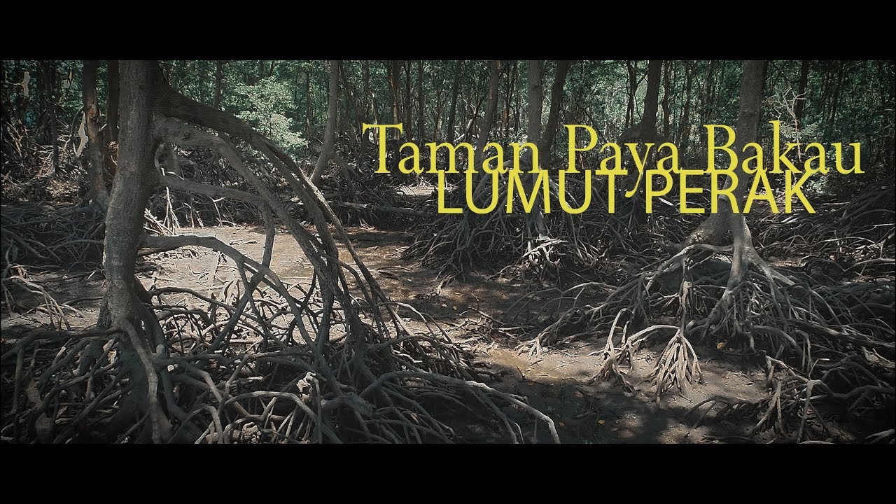 Taman Paya Bakau Lumut Perak YouTube