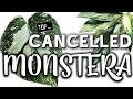 Cancelled monstera  victims of the downfall of a rare plant craze