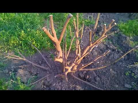 Как НЕ нужно укрывать инжир