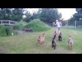 Baby pygmy goats playing