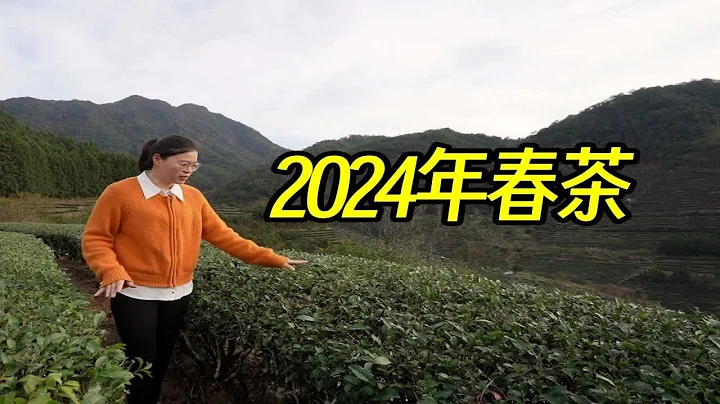 2024年福建新茶什麼時候上市？到茶園看下春茶長勢如何 - 天天要聞