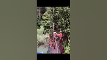 Expert Loggers Cutting Giant Trees #tree #asmr #loggers #satisfying