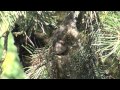 Bushtit nestbuilding 3