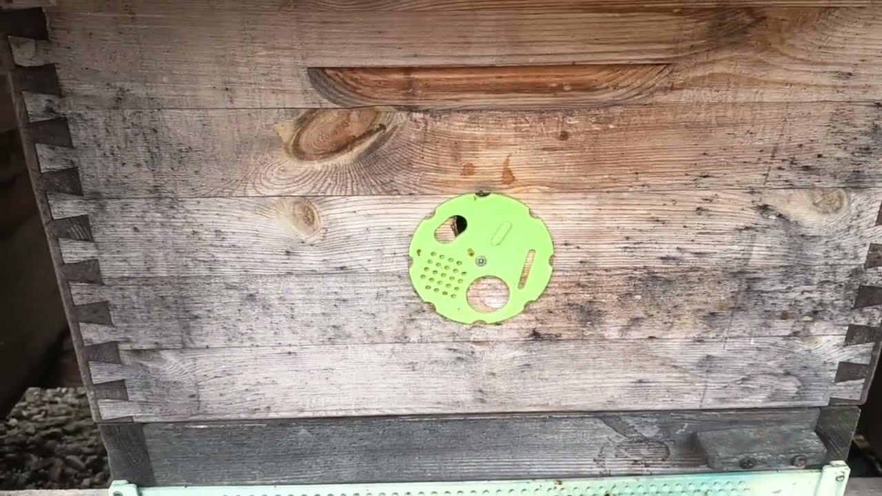 Jak mám nyní v březnu očka, dna v podmetu, česna? Kde je potřeba nyní držet včely v teple?