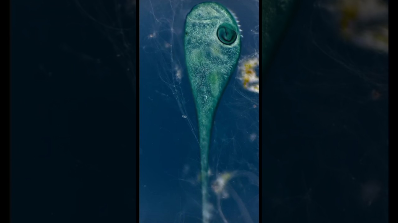 Невероятный Микромир: Жизнь Водной Капли!