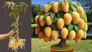 Unique Technique : Grafting Mango Tree Cutting Faster With Aloe Vera