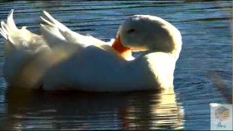 show reel-MPEG-4 800Kbps.mp4