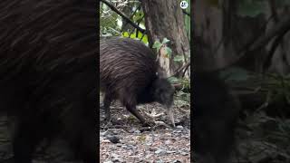 The Worlds Unluckiest Bird Kiwi Unseen Facts