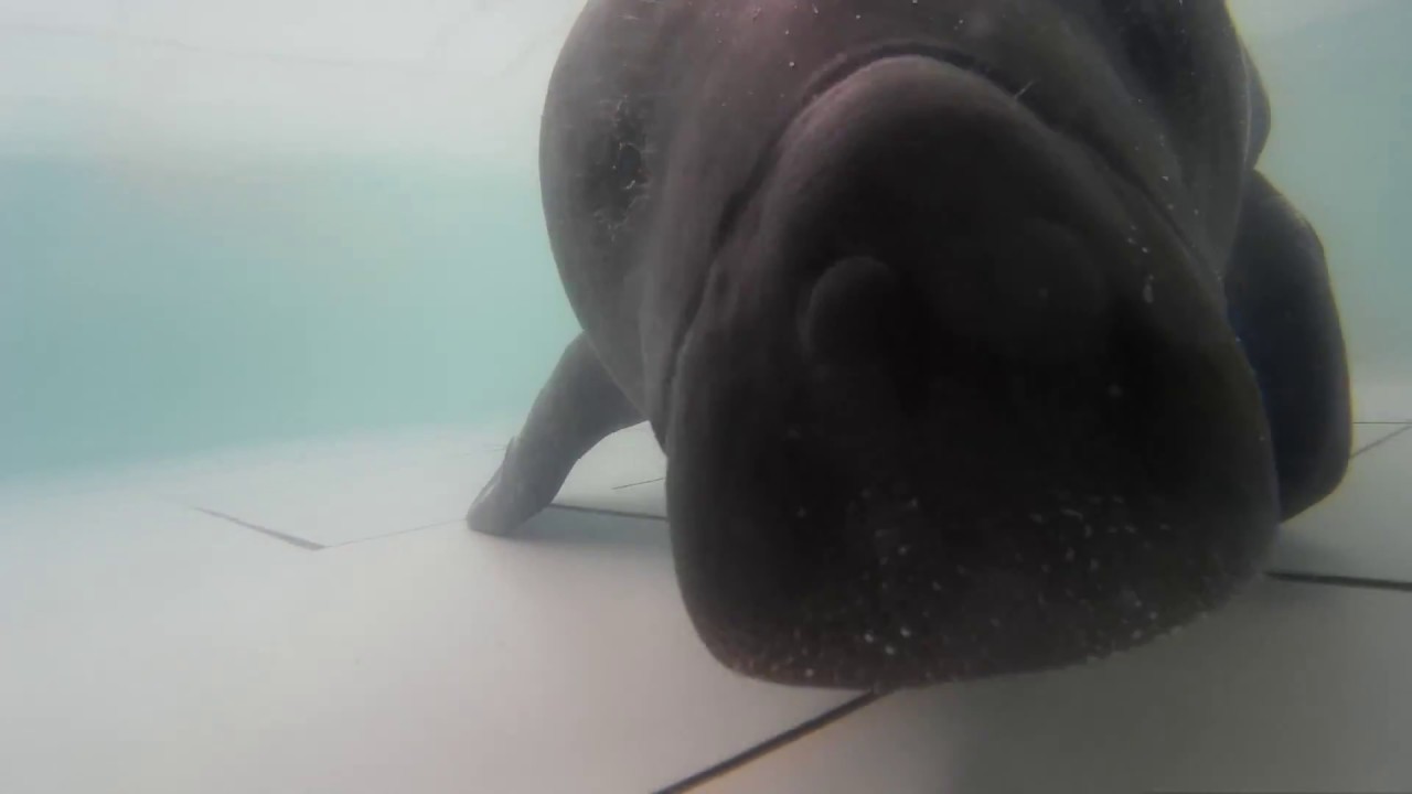 A very close encounter with a rescued Amazonian Manatee