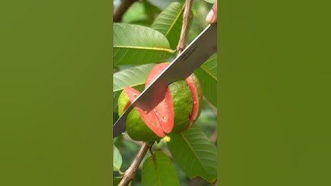 “ASMR Cutting a Fully Red Guava 🍈 | Juicy On-Tree Slice”#shorts #asmr #fruit #satisfying
