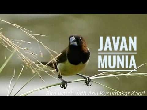 Javan Munia (Lonchura