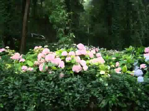 kishore kumar beautiful nature song.avi