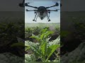👉 Crazy Drone Farming 🚁💦 | Smart Crop Spraying Tech 🌾🔥 #Shorts#dronespray #farminglife #farmlife