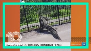 Massive alligator pries open metal fence