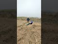 #vtr real viral peacock 🦚 life #safari peacock 🦚 life #birds #vtrjungle #mor