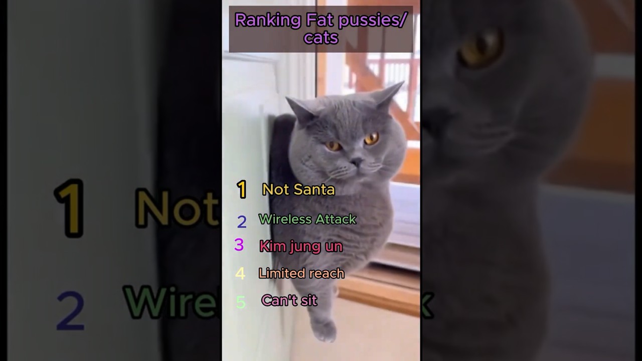 Fat pussy cats  ranked, Viral videos #shorts  #funny #cats #usa #top5