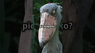 5 Animales más sorprendentes de África!! #animales #animals #curiosidades #datoscuriosos #nature