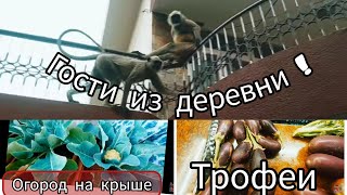 Нежданным гостям отдали все бананы! Соседи не дадут умереть с голоду. Огород на крыше.