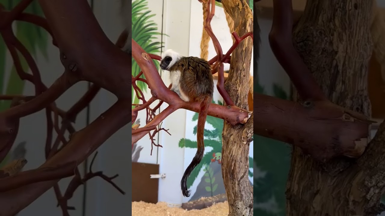 WILDLIFE SAFARI AT WINSTON, OREGON