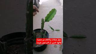 عمل شتلات والاكثار من شجرة فاكهة التنين أو الدراجون فروت | Dragon fruit cultivation