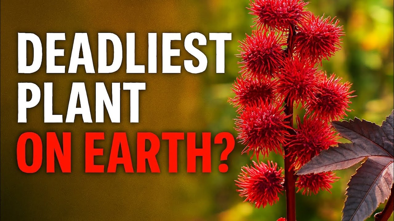 This Plant Can Kill You: Castor Bean Exposed