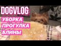 Неделя влогов/DogVlog: день первый, уборка прогулка