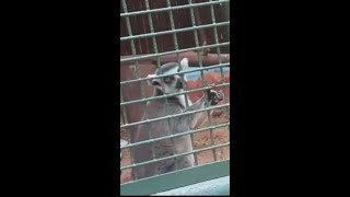 🐒 funny cute lemur monkey 😀😀 قرد الليمور مضحك ..