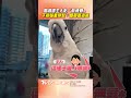 鸚鵡遭主人虧「亂棒賽」! 下秒惱羞辯駁:鳥都會這樣｜TVBS新聞@TVBSNEWS01