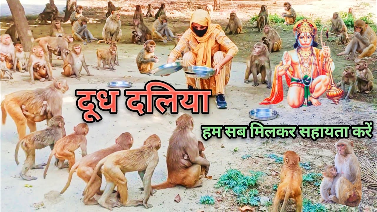 Feeding A Group Of Monkey Pure Milk With Oatmeal A Real Life Feeding feeding-a-group-of-monkey-pure-milk-with-oatmeal-a-real-life-feeding