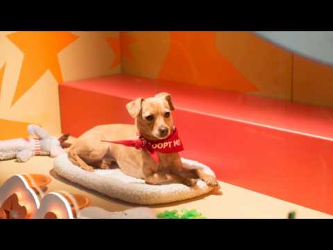 Video: Shelter Pets on nüüd California riiklik ametlik lemmikloom