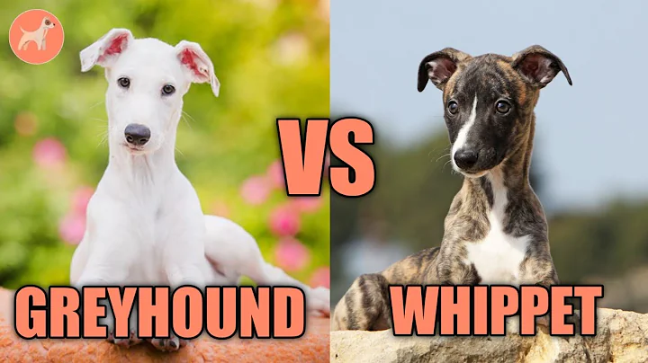 Greyhound Vs Whippet: What’s The Difference?